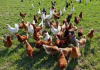 image_Recherche un emploi dans un élevage avicole